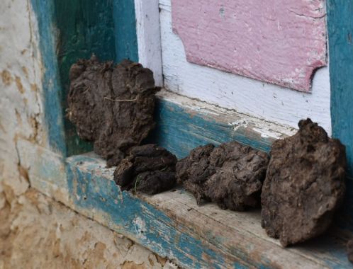 C:\fakepath\DSC 0110 1